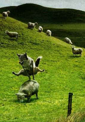 Wolf-in-sheeps-clothing.jpg