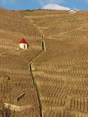 bare-hillsides-of-vines-cote-rotie1