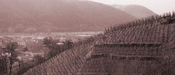 cote-rotie-sepia