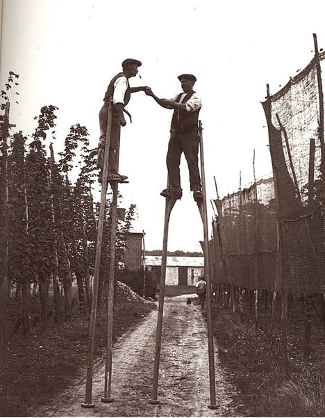 hops-pickers-on-stilts