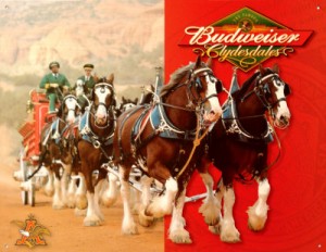 Budweiser clydesdales