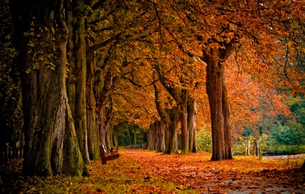 autumn in the forest