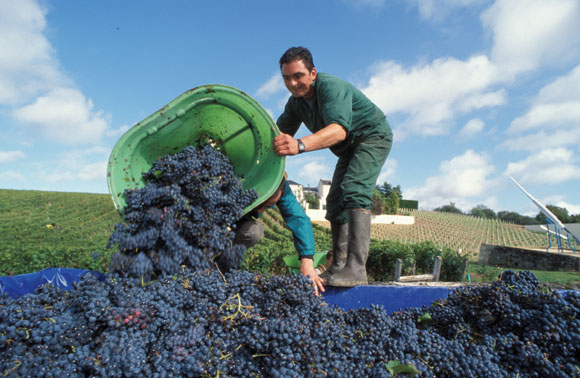 Couly Dutheil Harvest